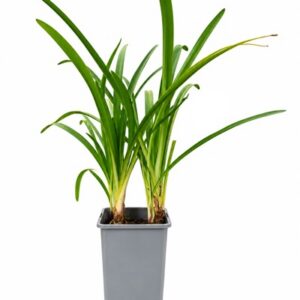 Agapant Niebieski (Agapanthus Africanus) sadzonki poj. 2L