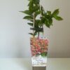 Vipphortensia 'Dharuma'