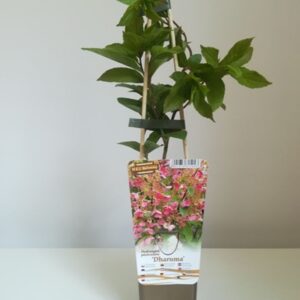 Vipphortensia 'Dharuma'