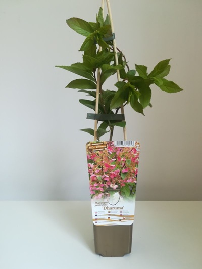 Vipphortensia 'Dharuma'
