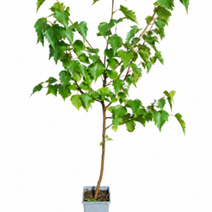 Vårtbjörk 'Betula pendula' 2L