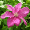 Storblommig klematis 'Ernest Markham'