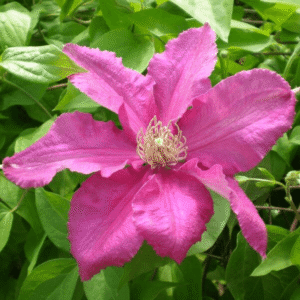 Storblommig klematis 'Ernest Markham'