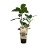 Vipphortensia 'Silver Dollar'