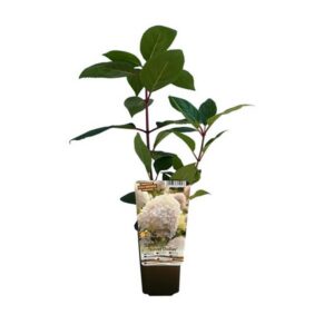 Vipphortensia 'Silver Dollar'