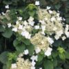 Klätterhortensia 'Petiolaris'