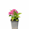 Hortensia 'Rotkehlchen' P9/C1