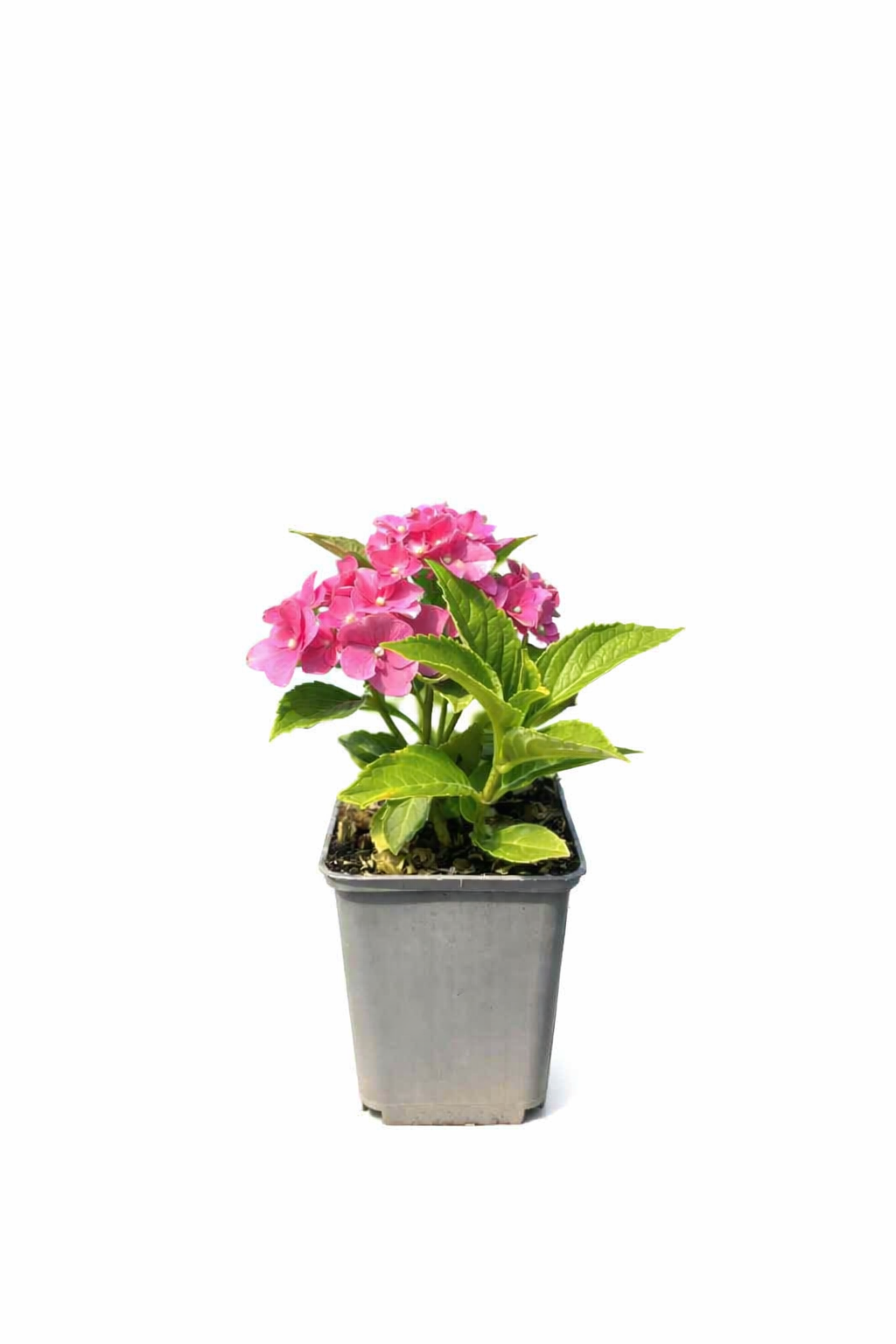 Hortensia 'Rotkehlchen' P9/C1