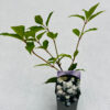 Vipphortensia 'Phantom'