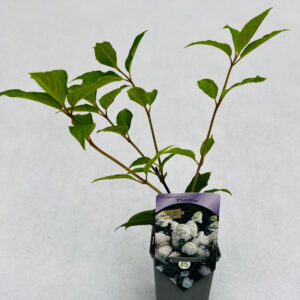 Vipphortensia 'Phantom'