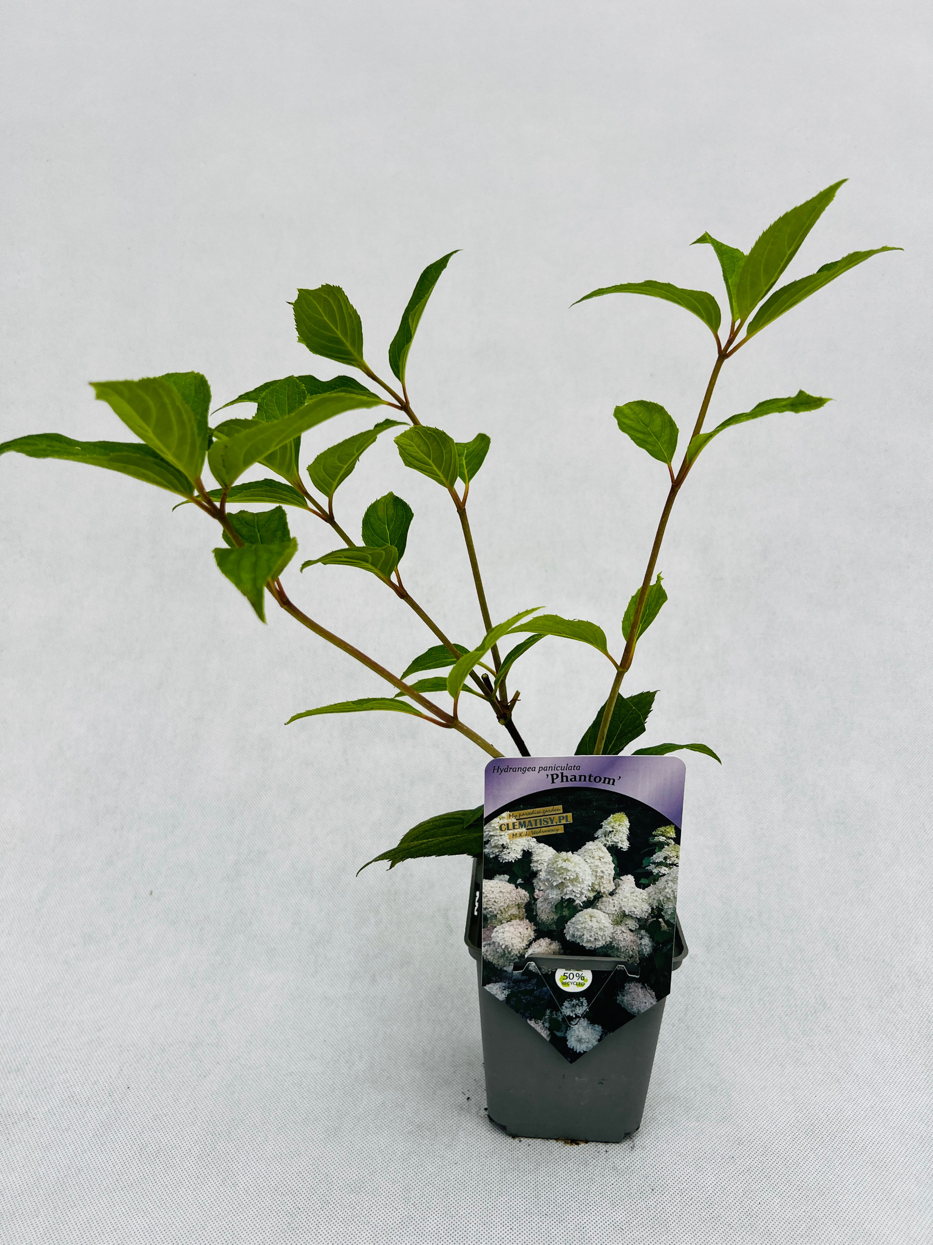 Vipphortensia 'Phantom'