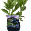 Hortensia 'Libelle'