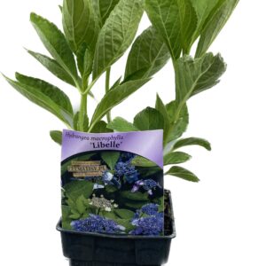 Hortensia 'Libelle'