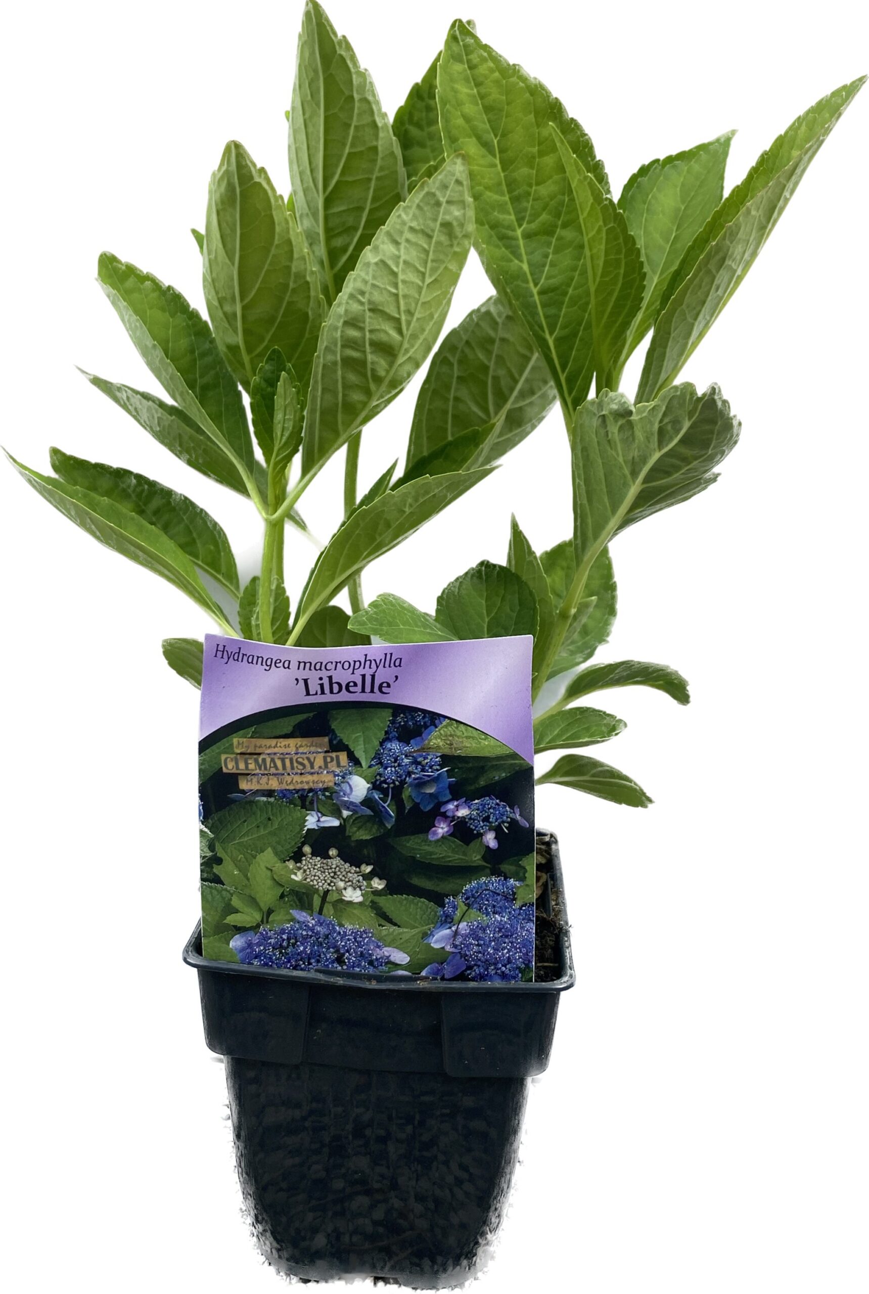 Hortensia 'Libelle'