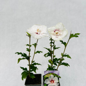 Frilandshibiskus 'Red Heart'