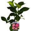 Hortensia 'Alpenglühen'