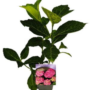 Hortensia 'Alpenglühen'