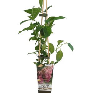 Vipphortensia 'Vanille Fraise'