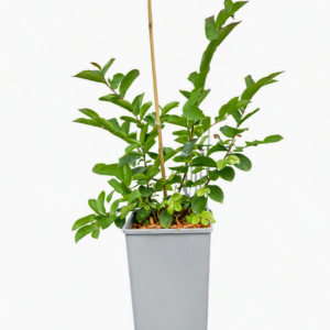 Lagerströmia indica 'Red Imperator' 2L
