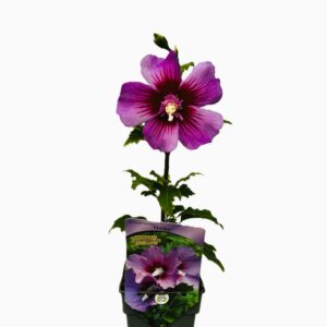 Frilandshibiskus 'Maike'