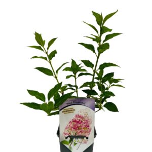 Vipphortensia 'Pink Diamond'