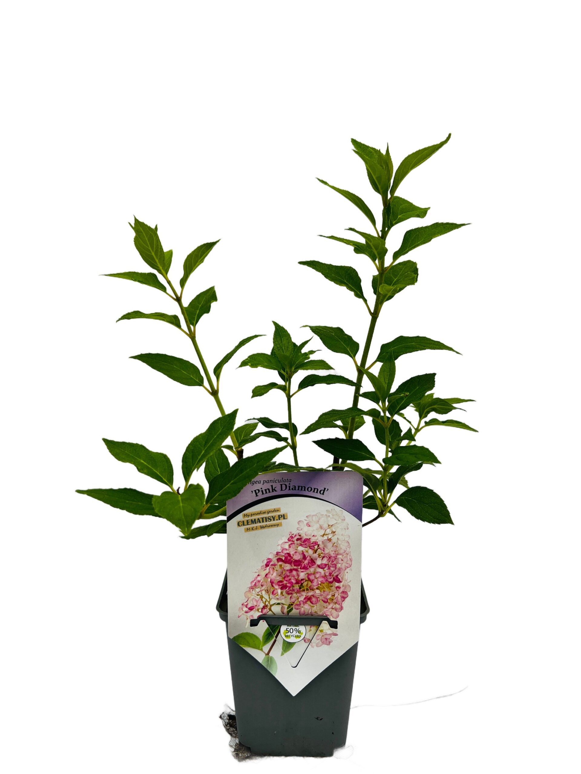Vipphortensia 'Pink Diamond'