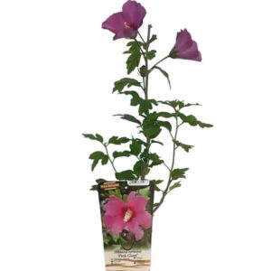 Frilandshibiskus 'Pink Giant'