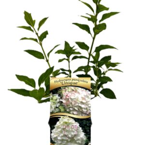 Vipphortensia 'Unique'