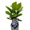 Hortensia 'Bouquet Rose'
