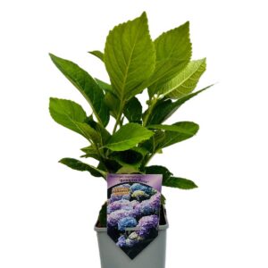 Hortensia 'Bouquet Rose'
