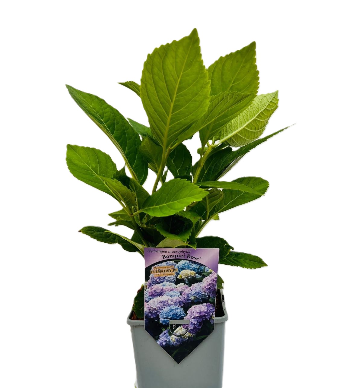Hortensia 'Bouquet Rose'