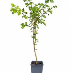 Trubbhagtorn 'Crataegus monogyna' 2L