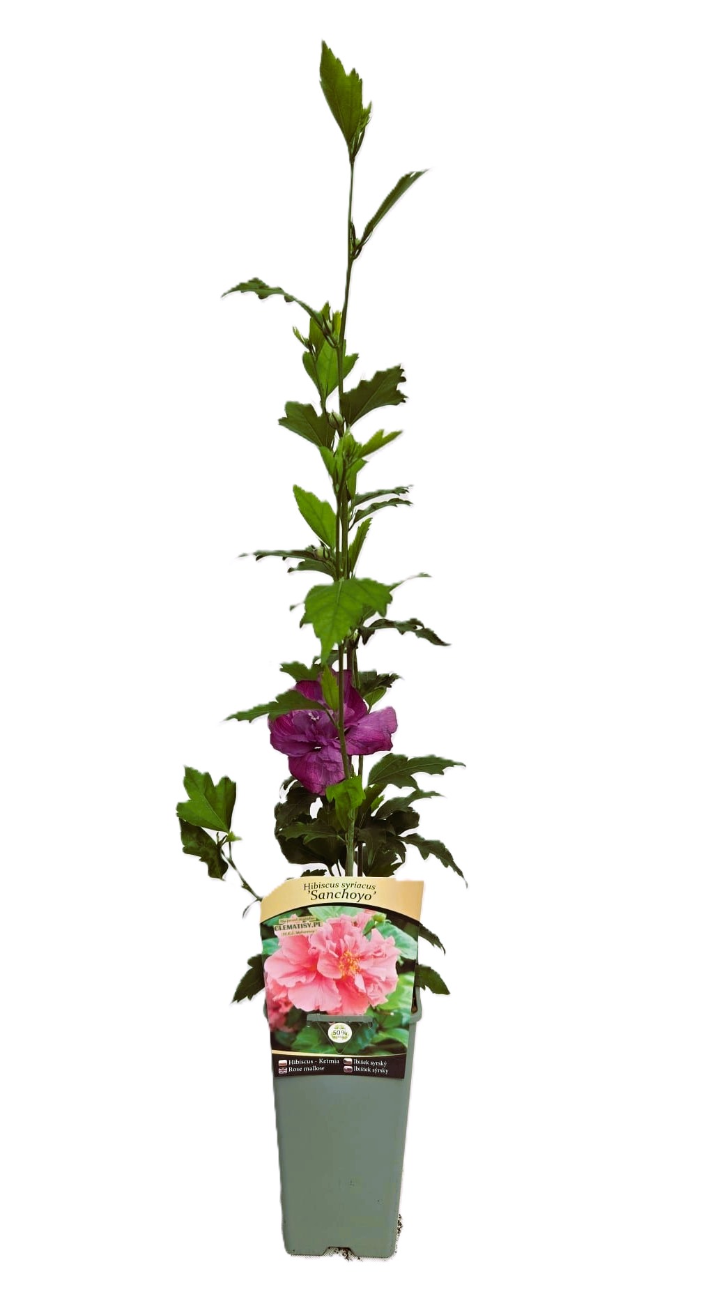 Frilandshibiskus 'Sanchonyo'