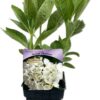 Hortensia 'Soeur Therese'