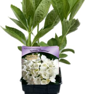 Hortensia 'Soeur Therese'