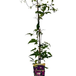 Clematis 'Lech Kaczyński' P9/C1