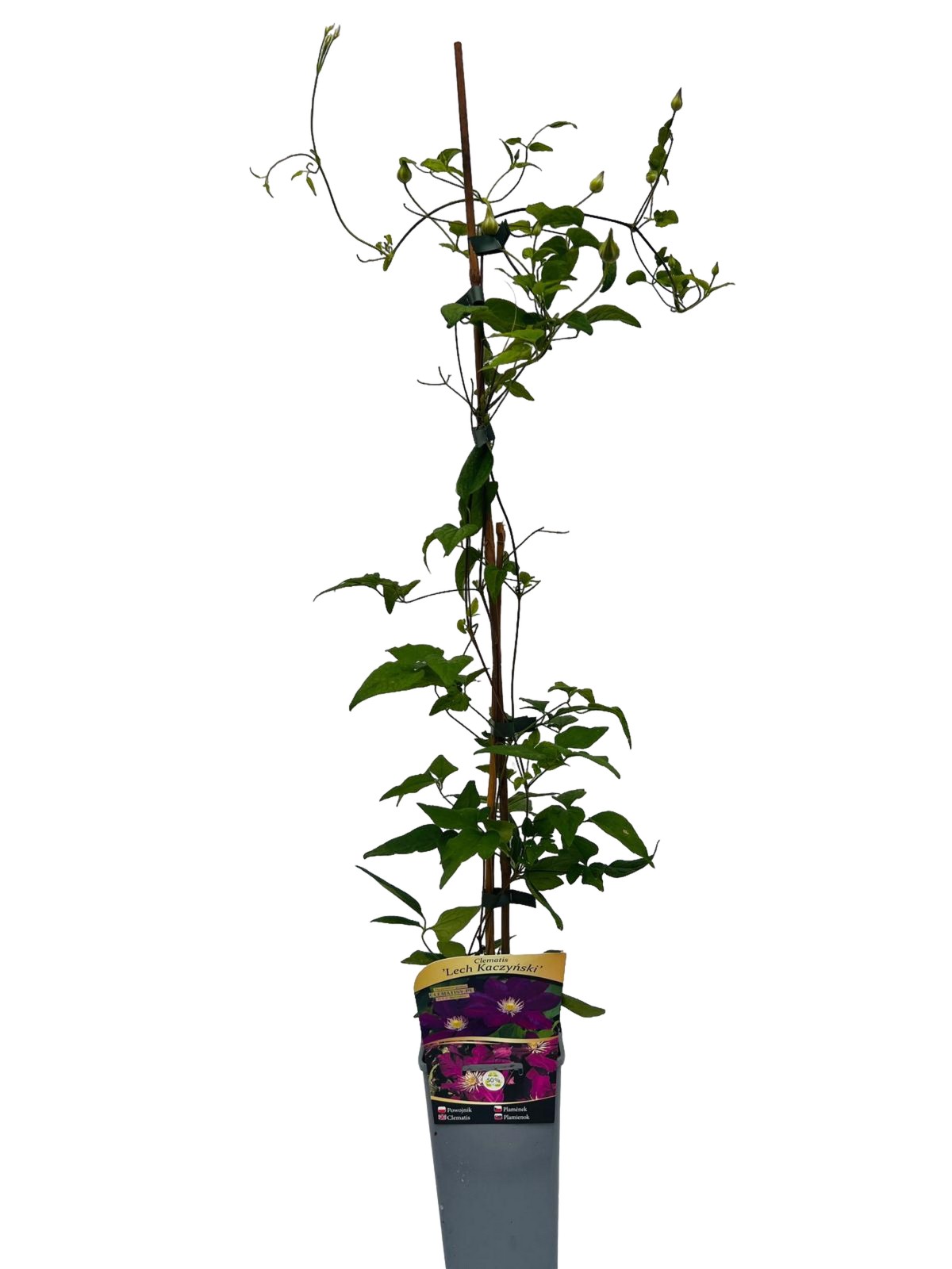Clematis 'Lech Kaczyński' P9/C1
