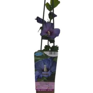 Frilandshibiskus 'Oiseau Bleu'